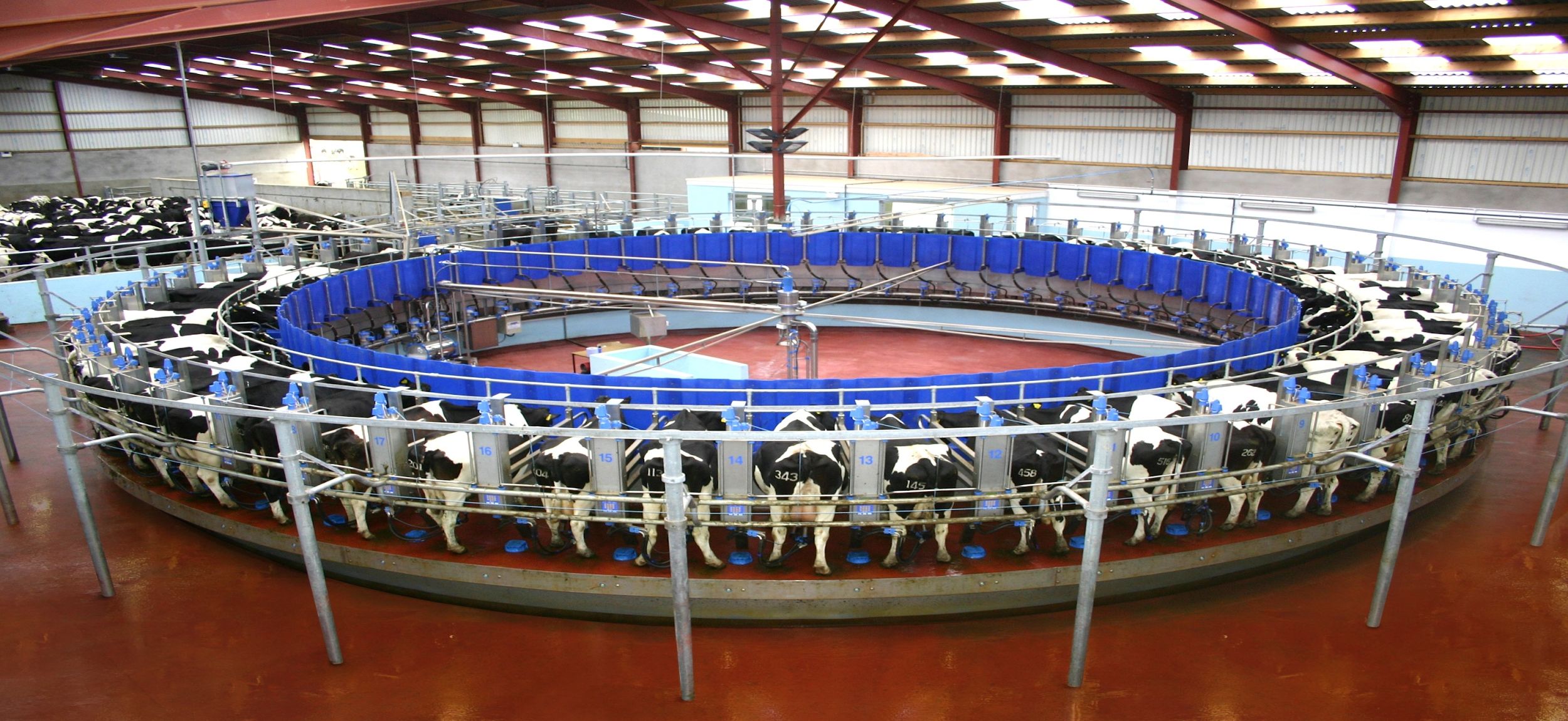 An automated rotary dairy, cows on a large rotating milking carousel.
